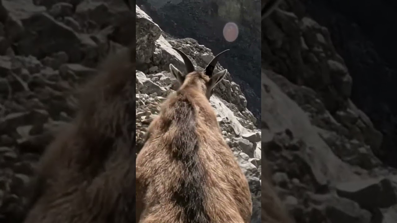 POV Riding a Mountain Goat Across a Steep Cliff ⛰️🐐 #animals #pov #viralshorts #foryoupage