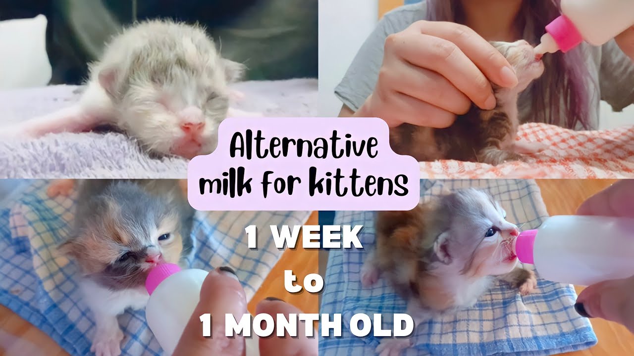 МОЛОКО ДЛЯ КОШЕК И КОТЯТ | КОРМЛЕНИЕ КОШЕК ИЗ БУТЫЛОЧКИ | МОЛОКО ДЛЯ КОШЕК