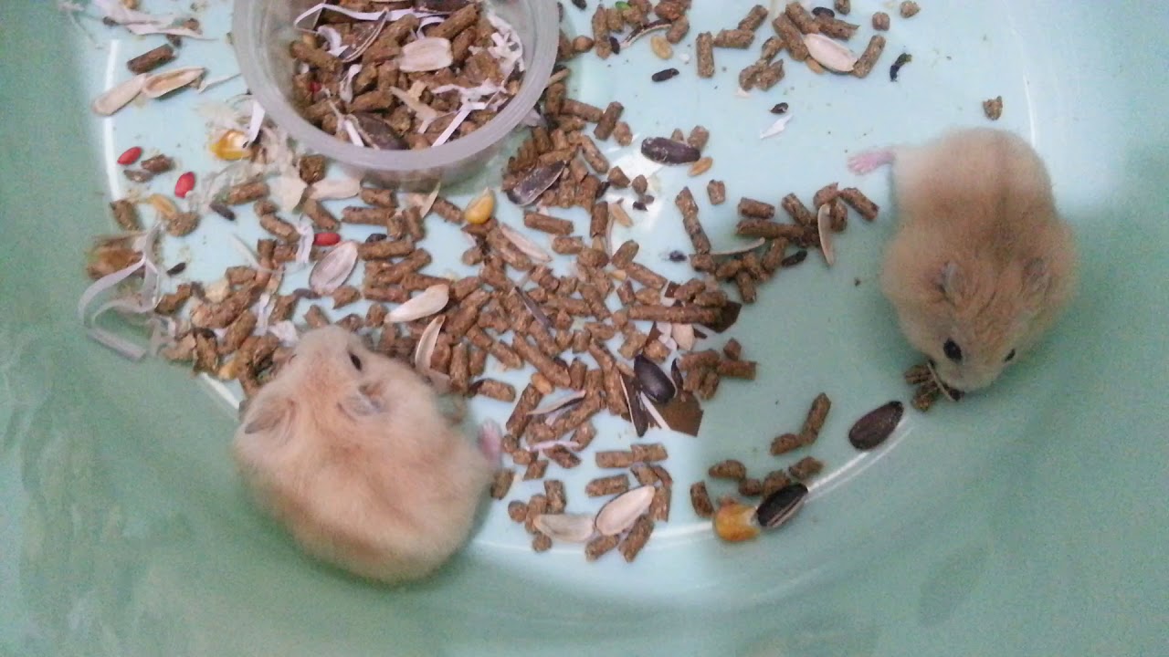 3 weeks old baby Hamster / Golden Winter White Hamster