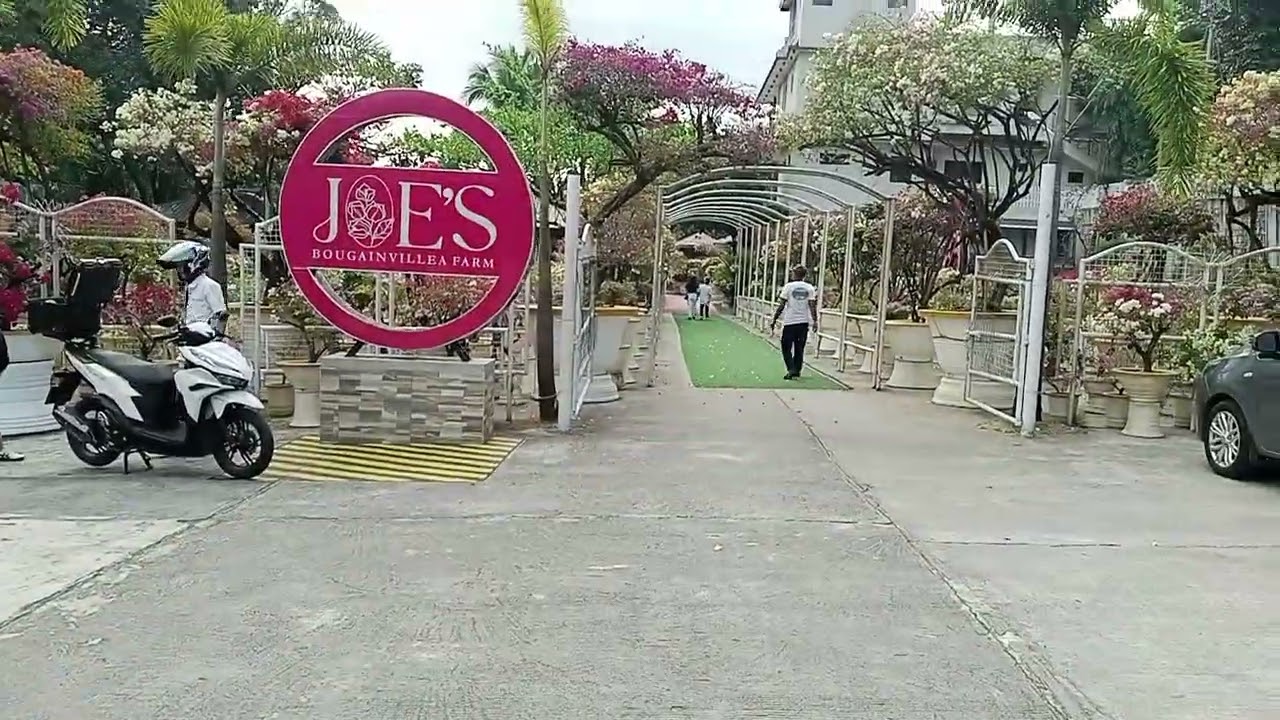 #Joe's Bougainvillea Farm Paradise at Brgy. Tungkong Mangga CSJDM Bulacan 🤟🤙👌
