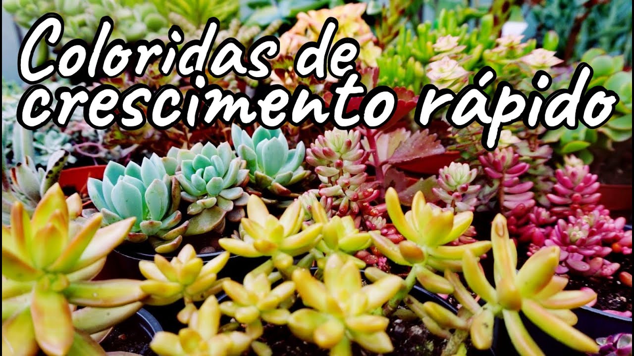 10 Suculentas Coloridas de Crescimento Rápido ótimas p/ venda! @umtantinhodeverdeelainelin7085