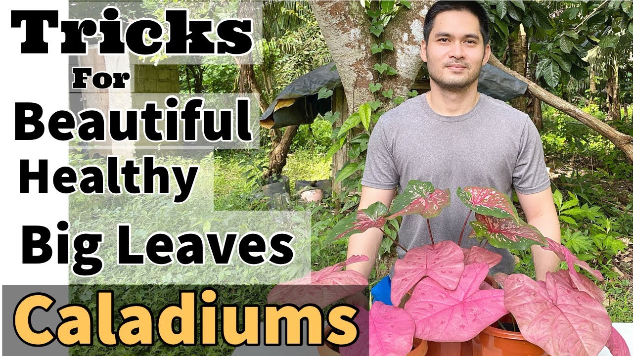 HOW TO CARE FOR CALADIUM | CALADIUM CARE TIPS