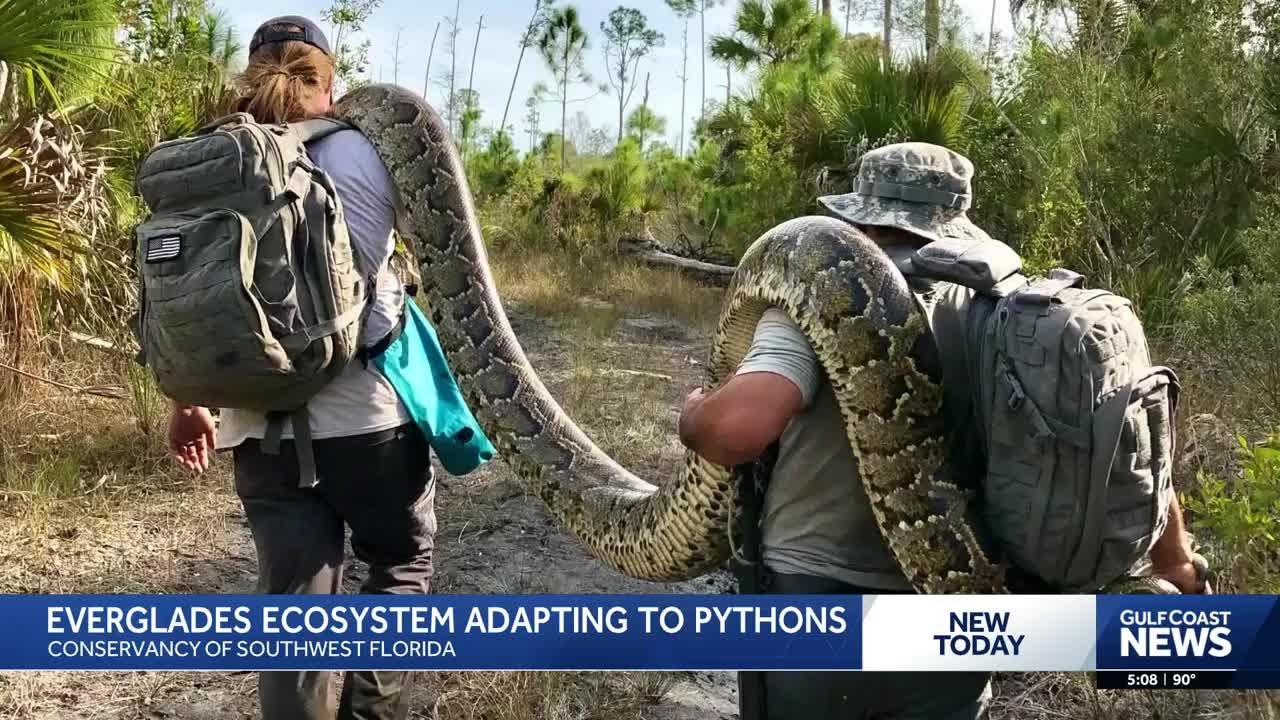 Apex predator found dead; Is the Everglades fighting back against Burmese pythons?