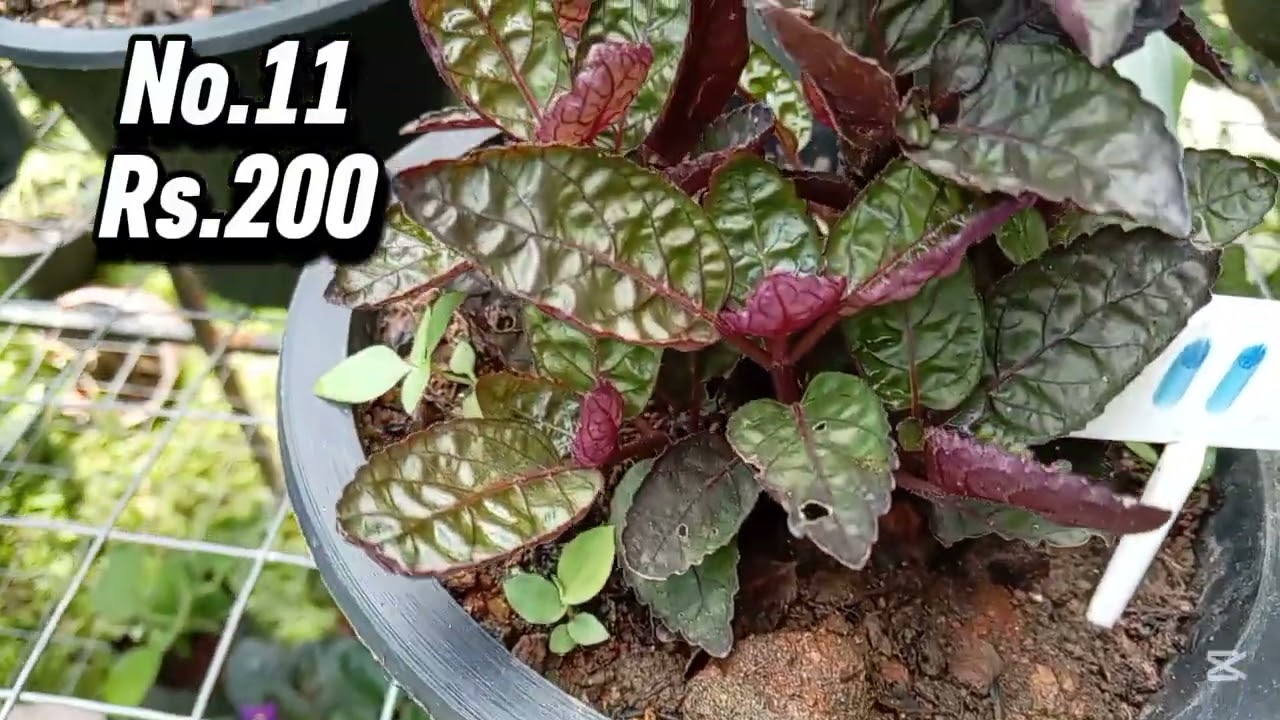 32 sale එකින් ගෙන ආවේ විසිතුරු වර්ග රැසක් ,කැමතියි නම් whatsapp 0760369260 massage කරන්න 🥰🥰🥰