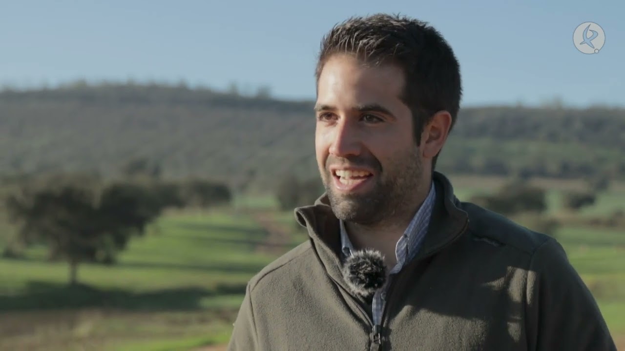 Diferencias entre la oveja de raza Merina y Assaf | El campo es vida