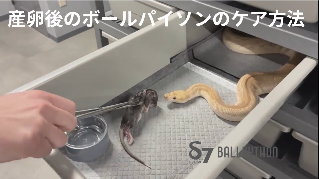 産卵後のボールパイソンのケア方法