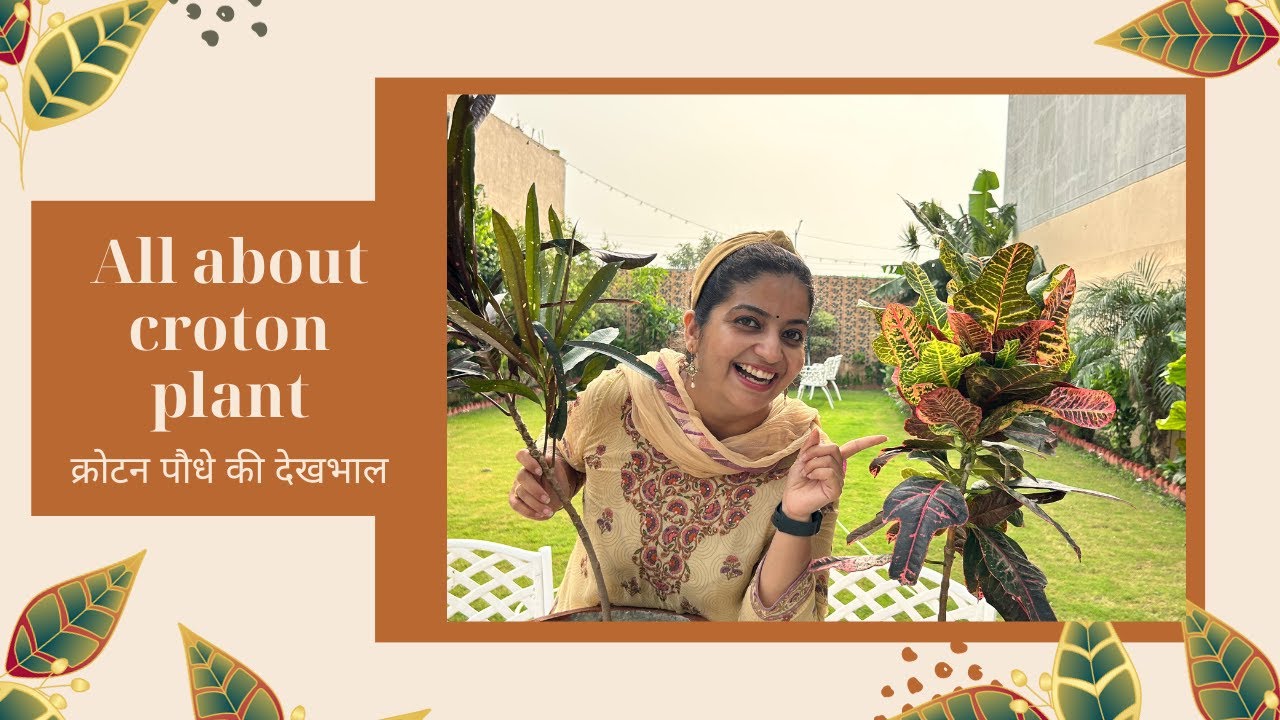 All about Croton Plant | अब आपके क्रोटन पौधे की पत्तियां नहीं गिरेंगी #getmyharvest