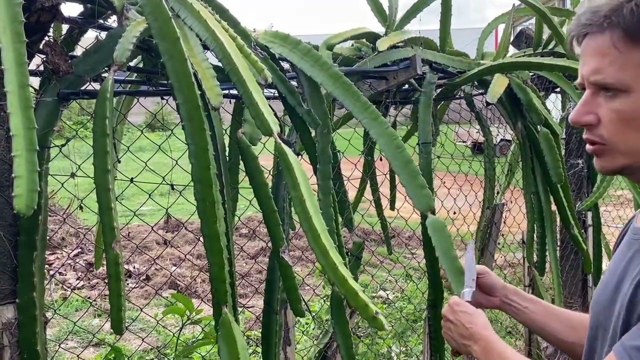 Poda para floração de PITAYA