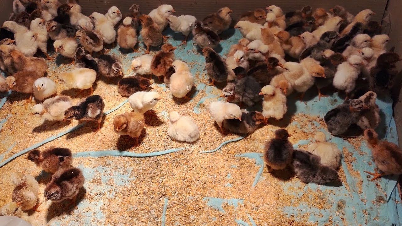 Explosão em eclosão de ovos, nascimento maravilhoso, noventa e oito pintinhos.