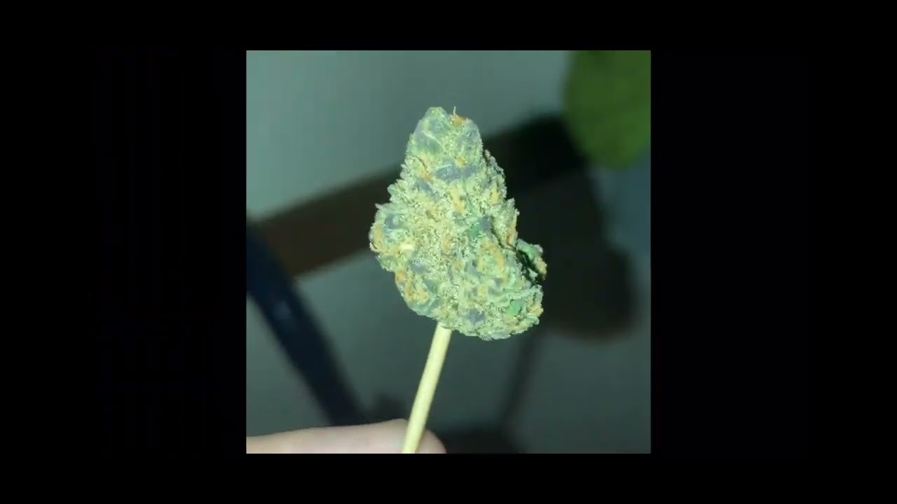 High supply Taurus &Safety Meeting grandpas cookies . #illinois#420#flower