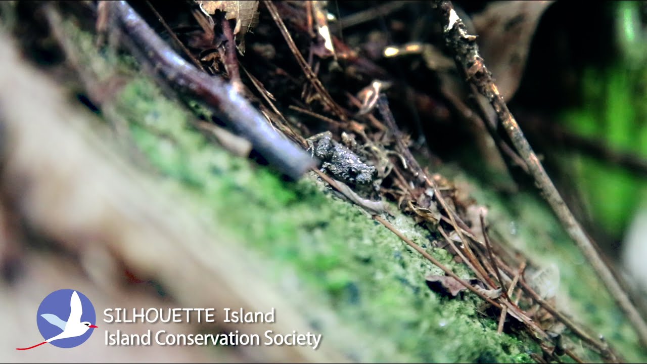 SILHOUETTE Island, Seychelles - Documentary Videos - Claire Obscuur