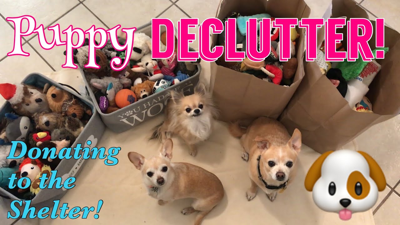 Donating to an Animal Rescue | DECLUTTER & DONATE | Dog Toy Edition