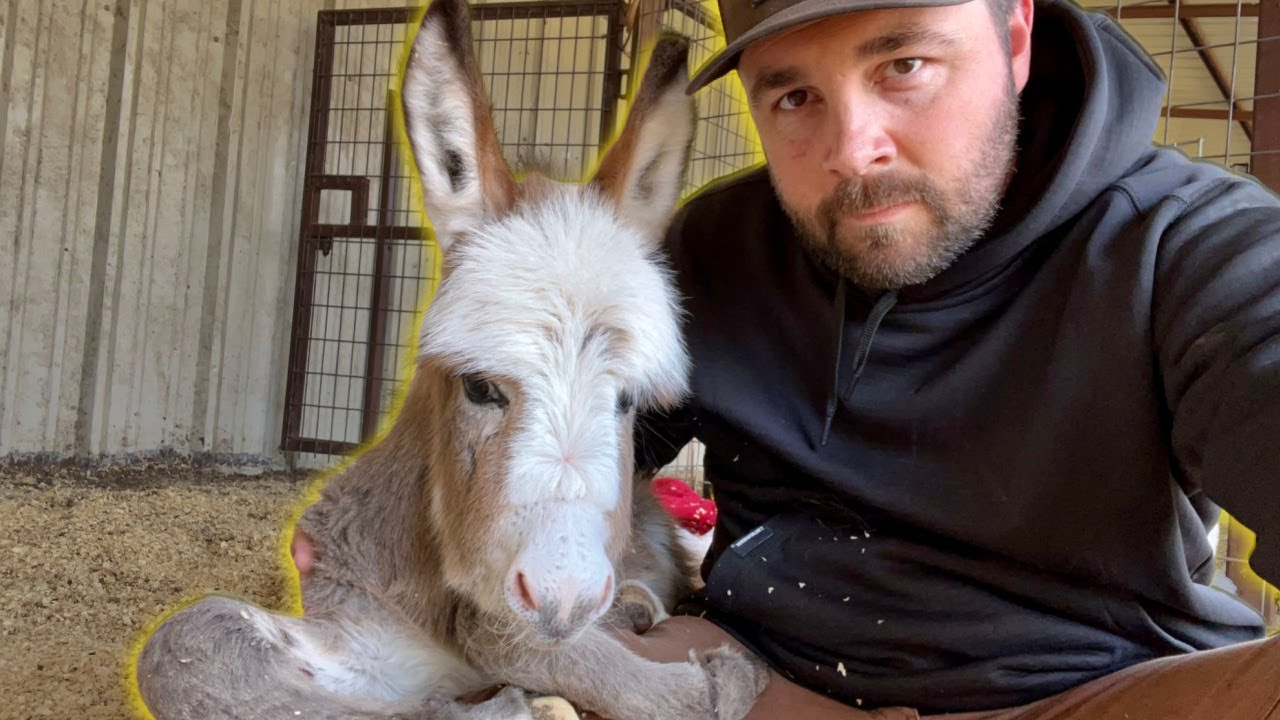 The Baby Donkey is Sick!