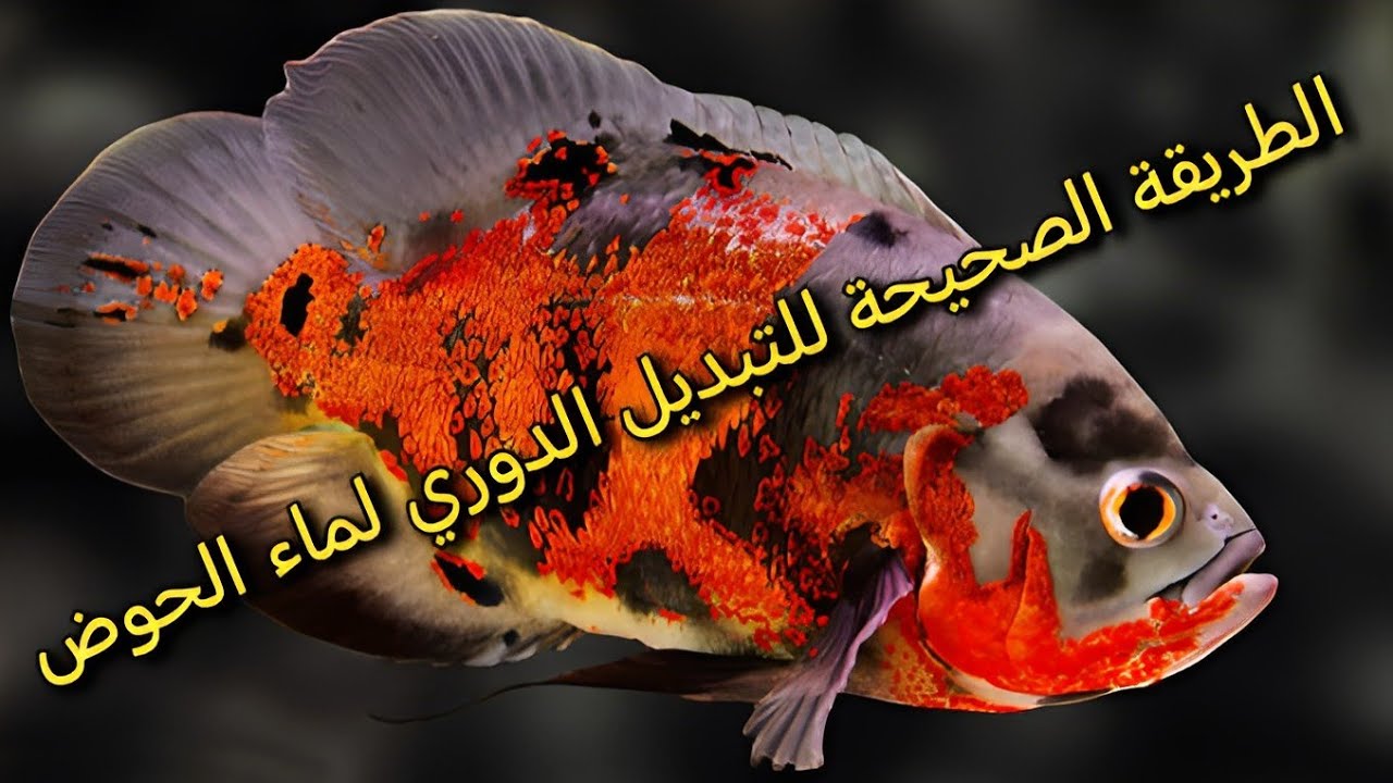 التبديل الدوري لماء الحوض مع مجموعة معلومات مفيدة جدا لهواة تربية اسماك الزينة في المنازل Oscar fish