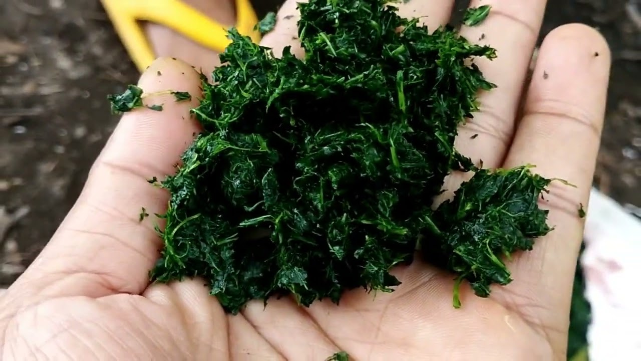 UMPAN IKAN NILEM PALING JITU DARI BAHAN DAUN PEPAYA