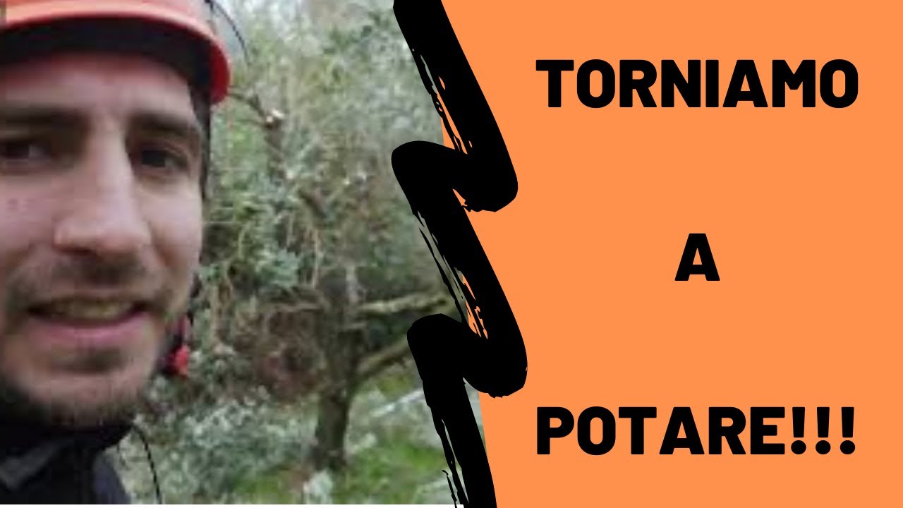 tutorial potatura olivo a vaso policonico #1