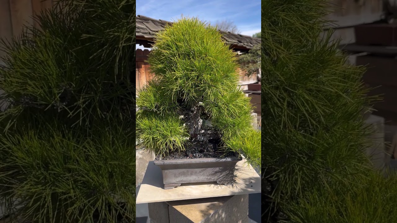 Japanese Cork Bark Black Pine at SHISEI-EN Garden #bonsai #bonsaitree #simplicitybonsai #blackpine