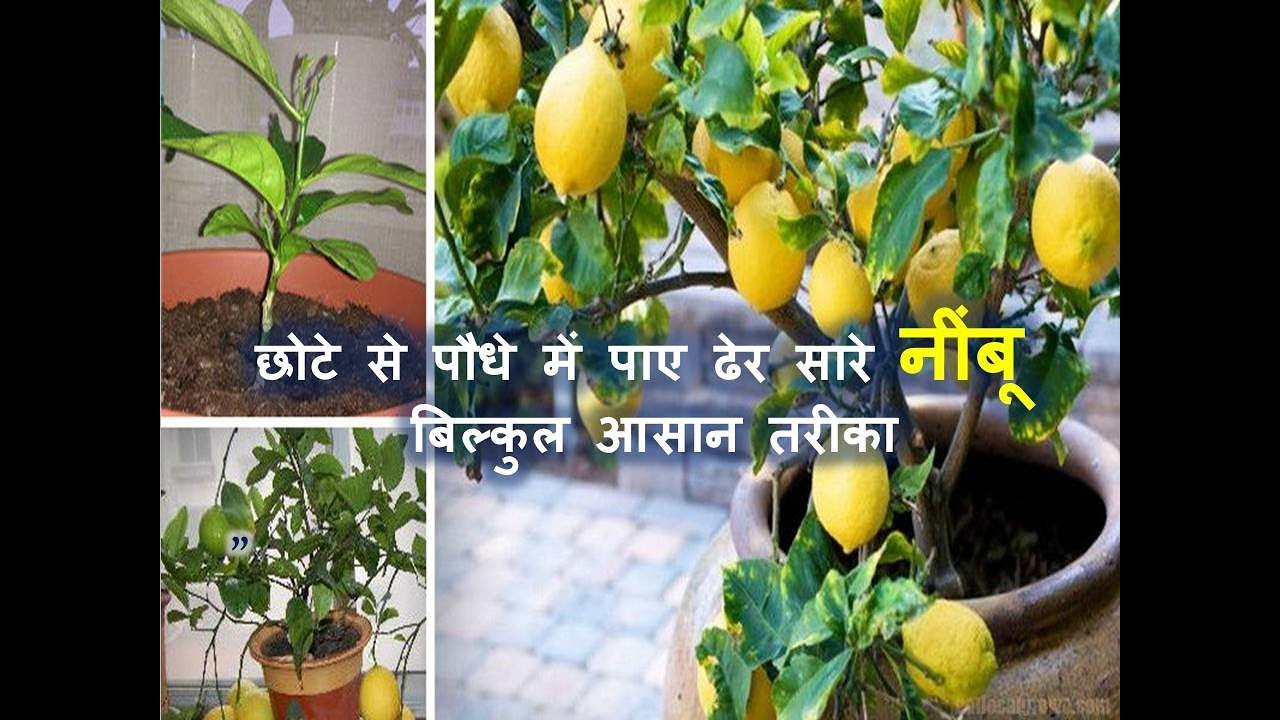 गमले में छोटे से पौधे में पाए ढेर सारे नींबू   | How to get more lemon from small plant in a Pot