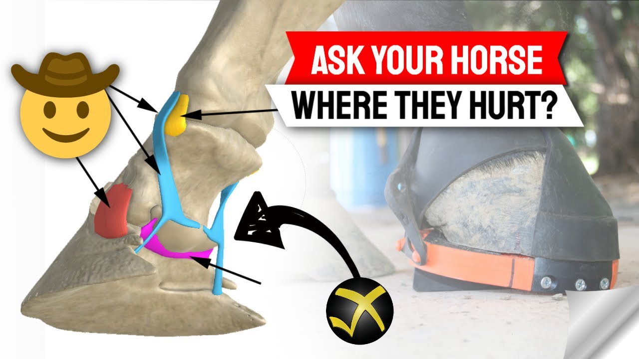 Listening to your horse - Evaluating horse hoof discomfort through leverage testing