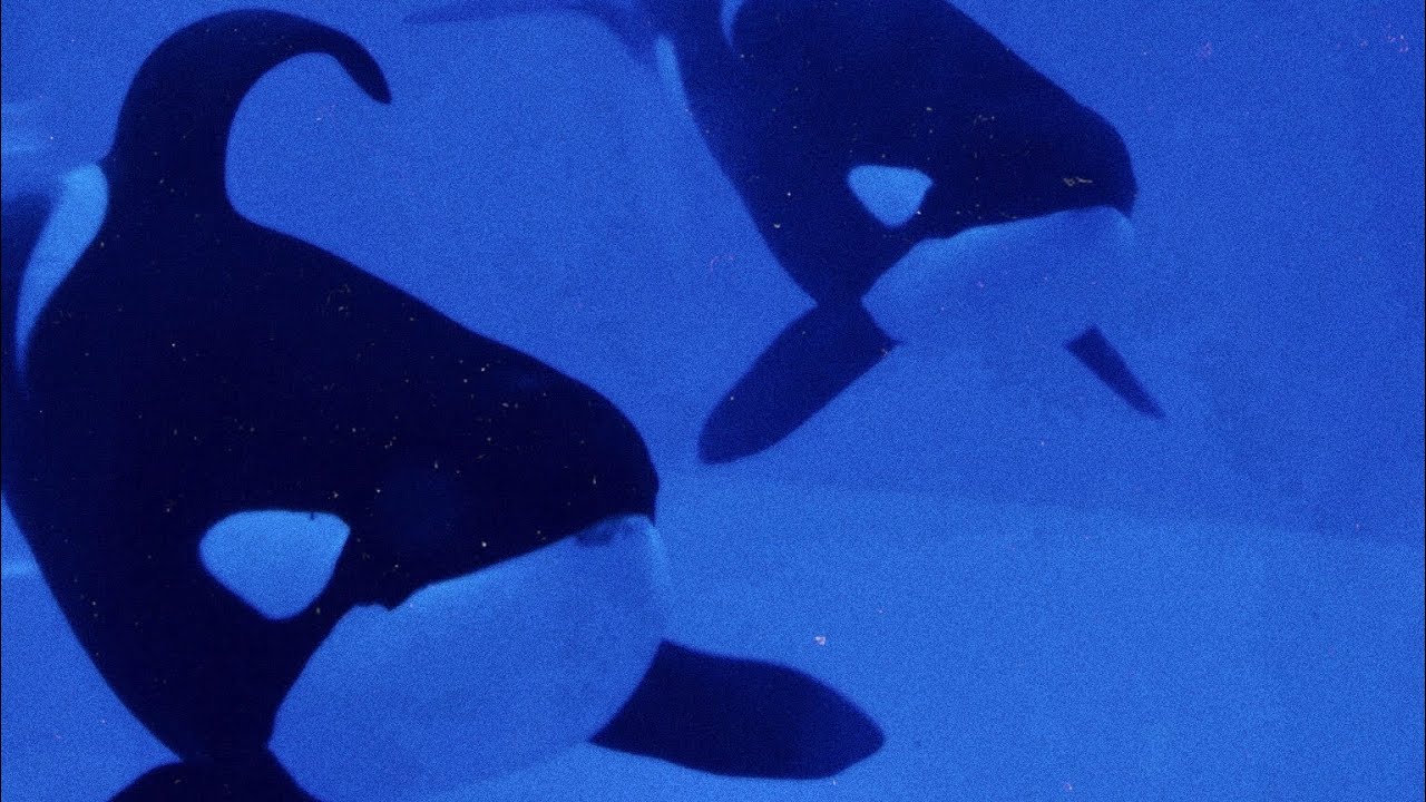 Killer Whales Up Close Tour with Trua and Makaio - 16 Jan 2020
