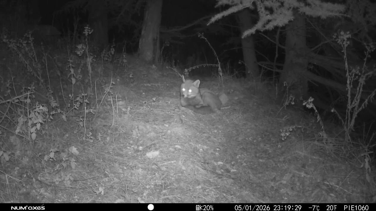 Renard en pleine sieste 🦊 filmé par caméra – Sanglier, chevreuils et geai des chênes