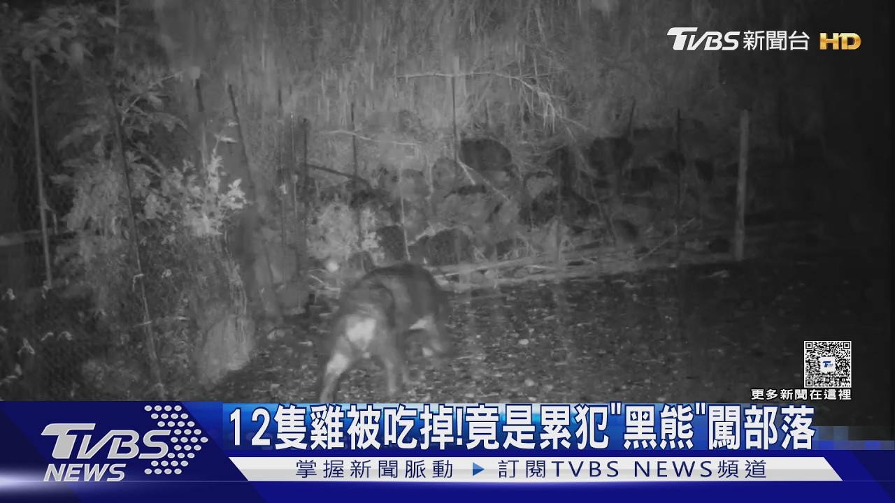 黑熊入侵1700