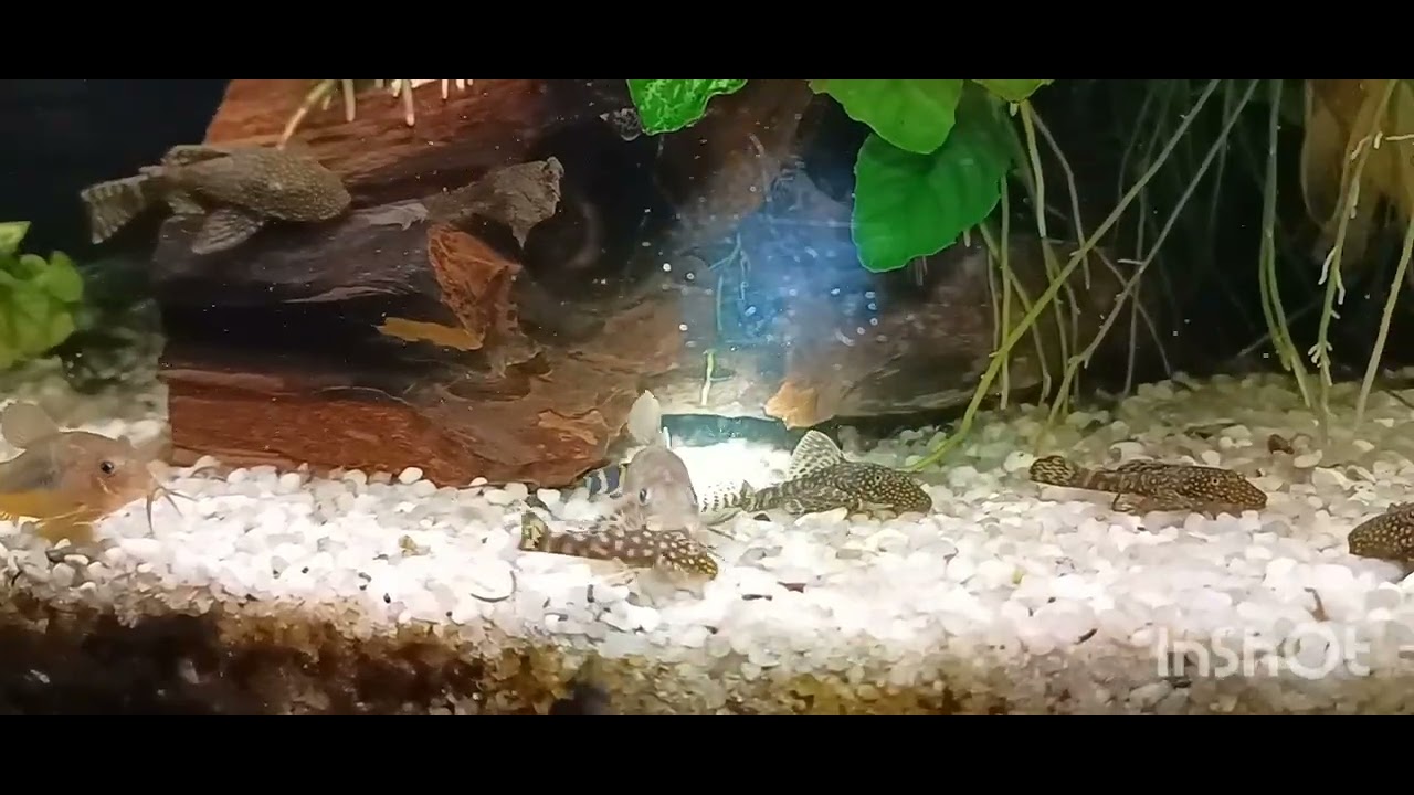 # 378 , Cześć tu Jarosław 😉,, Likwidacja żłobka 🐟🐟🐟🐟,,, Przekładam kiryski do Akwarium spod Altany 🙋