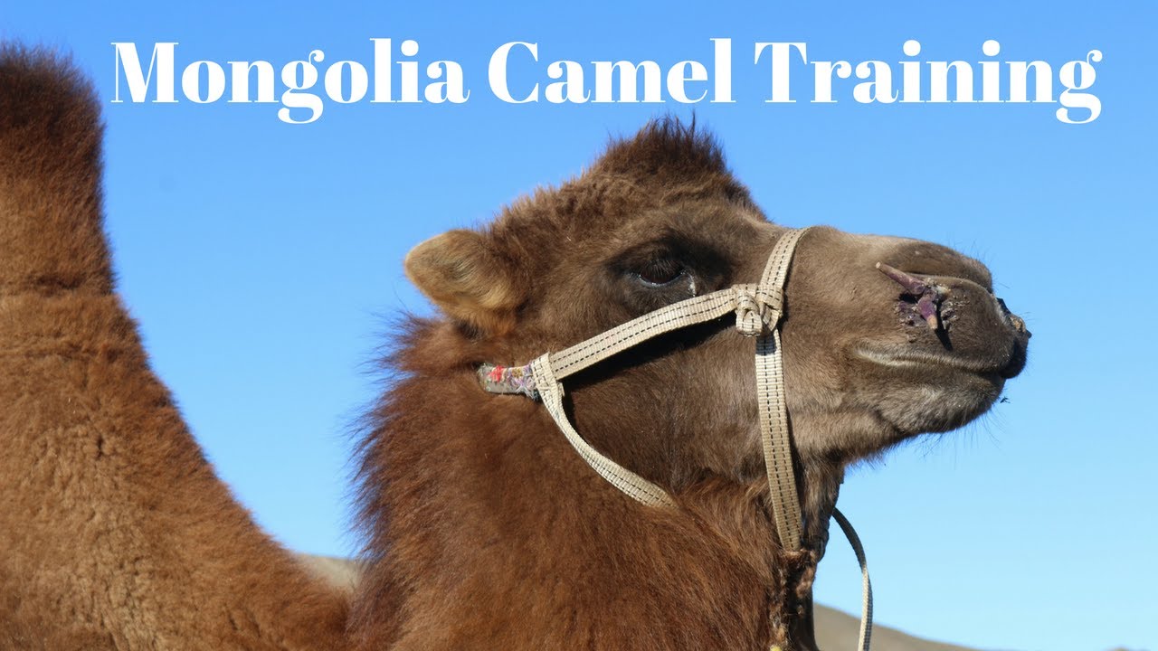 Mongolia Camel Training Camp Day 1