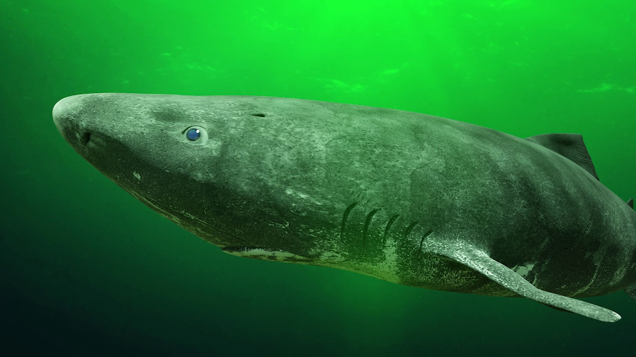 BIGGEST Sharks Ever