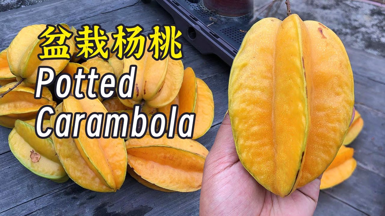 在家种一棵杨桃，果多到吃不完！【锦鱼种植】