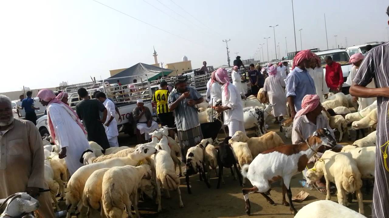 سوق الغنم في نخلان موقع جديد بدل سوق صبياء