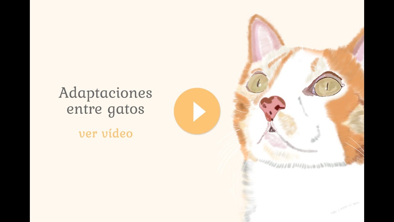Adaptaciones entre gatos