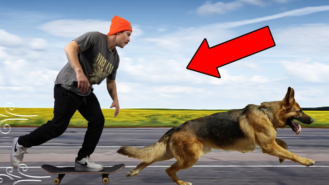 How to get your dog to pull you on a skateboard!!