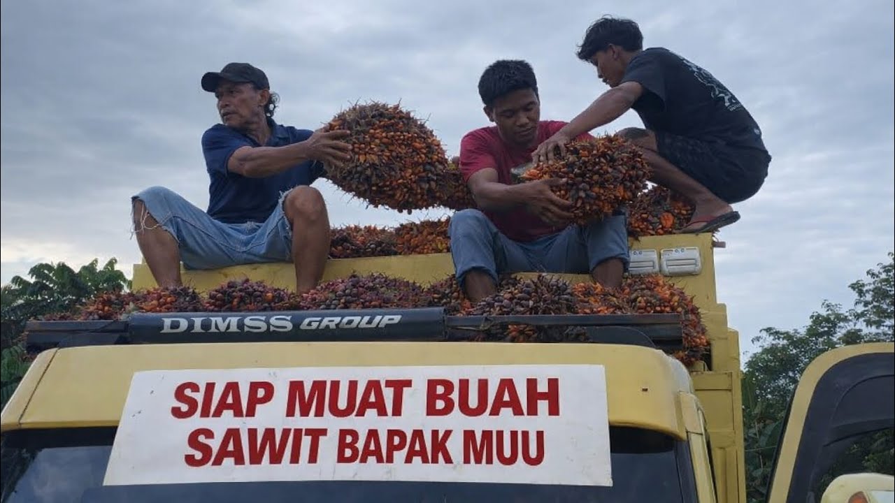 LAGI MUAT SAWIT DIKIT KAWAN KAWAN PADA LEMAS