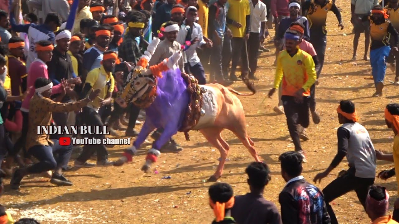 ಹುಲಿಗಿನಕೊಪ್ಪ ಭಯಂಕರ ಹೋರಿಹಬ್ಬ 2023 Part 2| Top Hulaginakoppa horihabba |horihabba jallikattu bailpola
