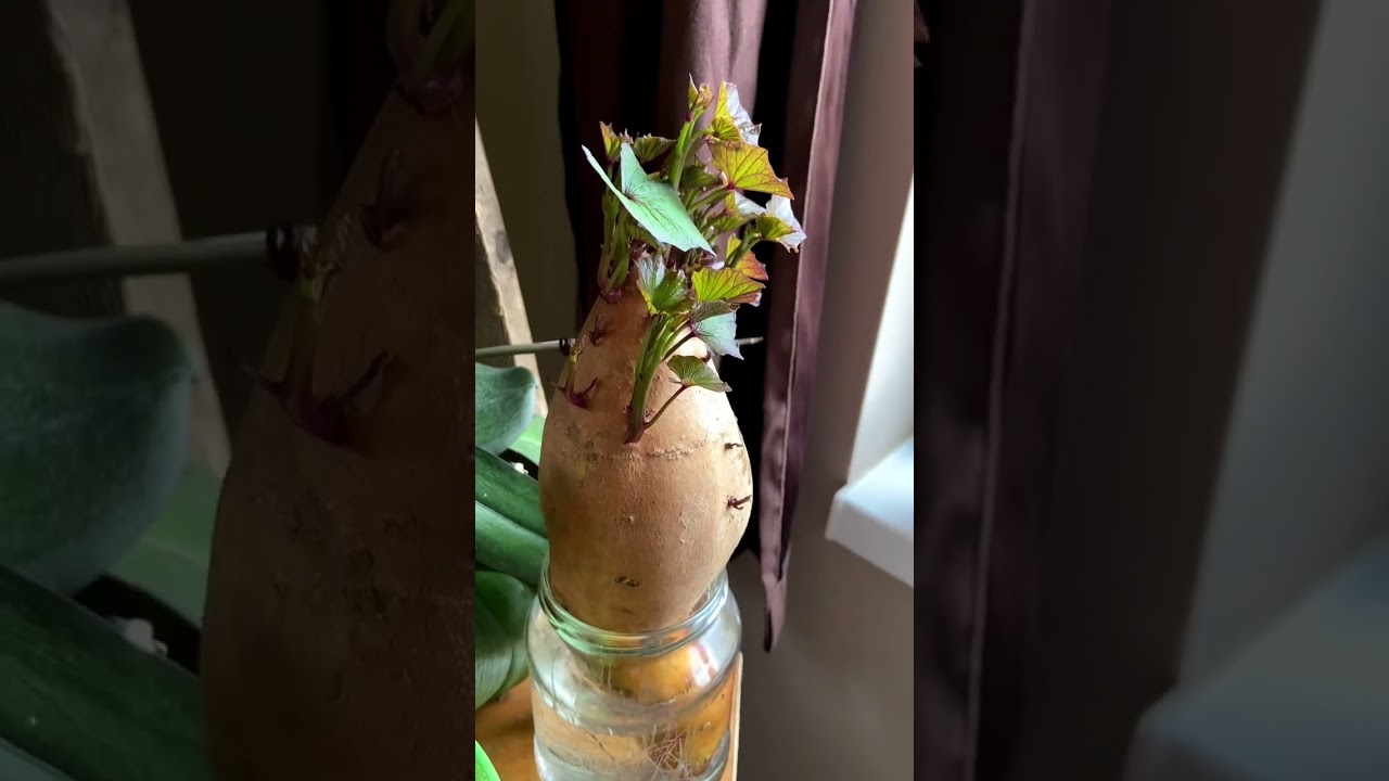 Édesburgonya vagy batáta szaporítás