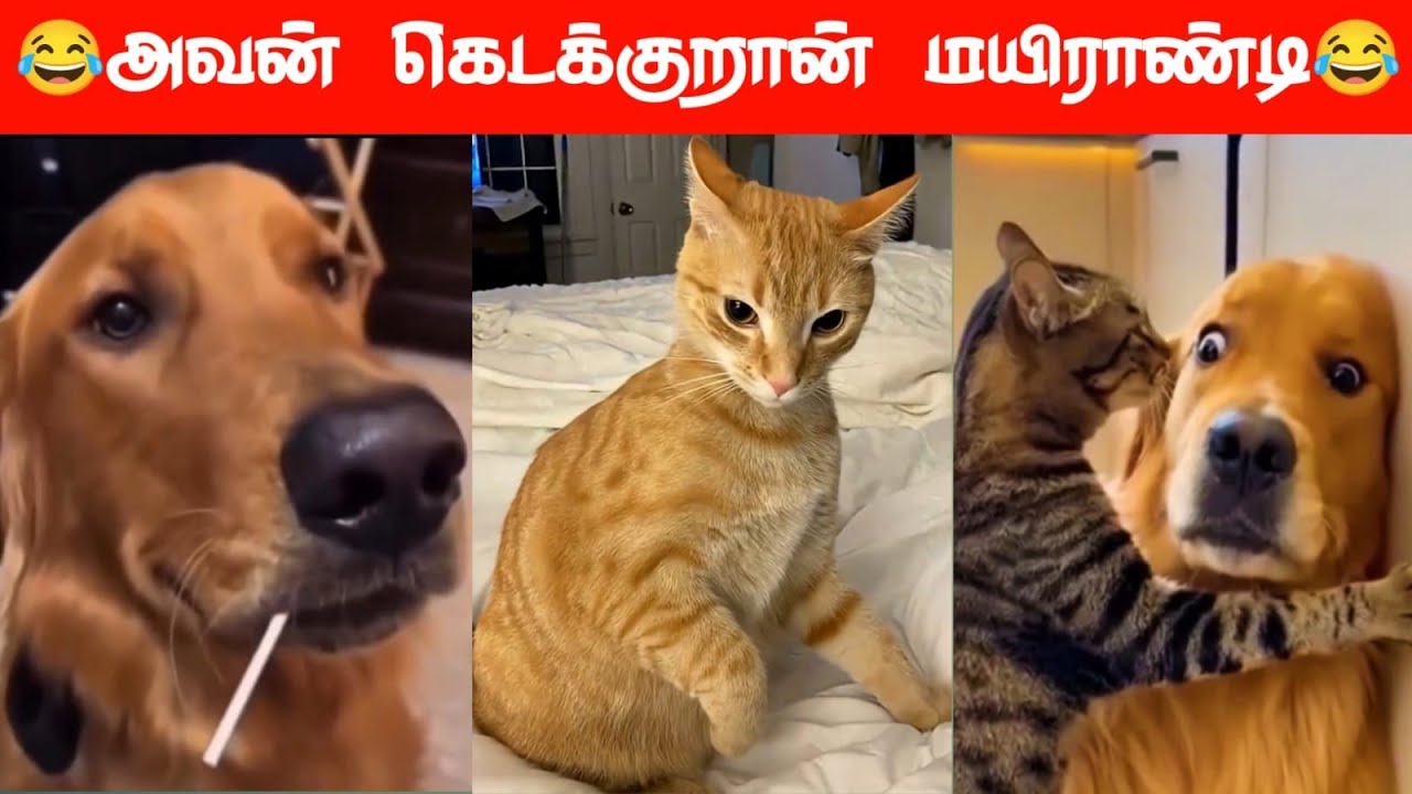 😂🤭🐕 О боже!!! Моя младшая сестричка скоро приедет..😂🤭🐕 #вирусный #тренды #комедия #смешныевидеосж...