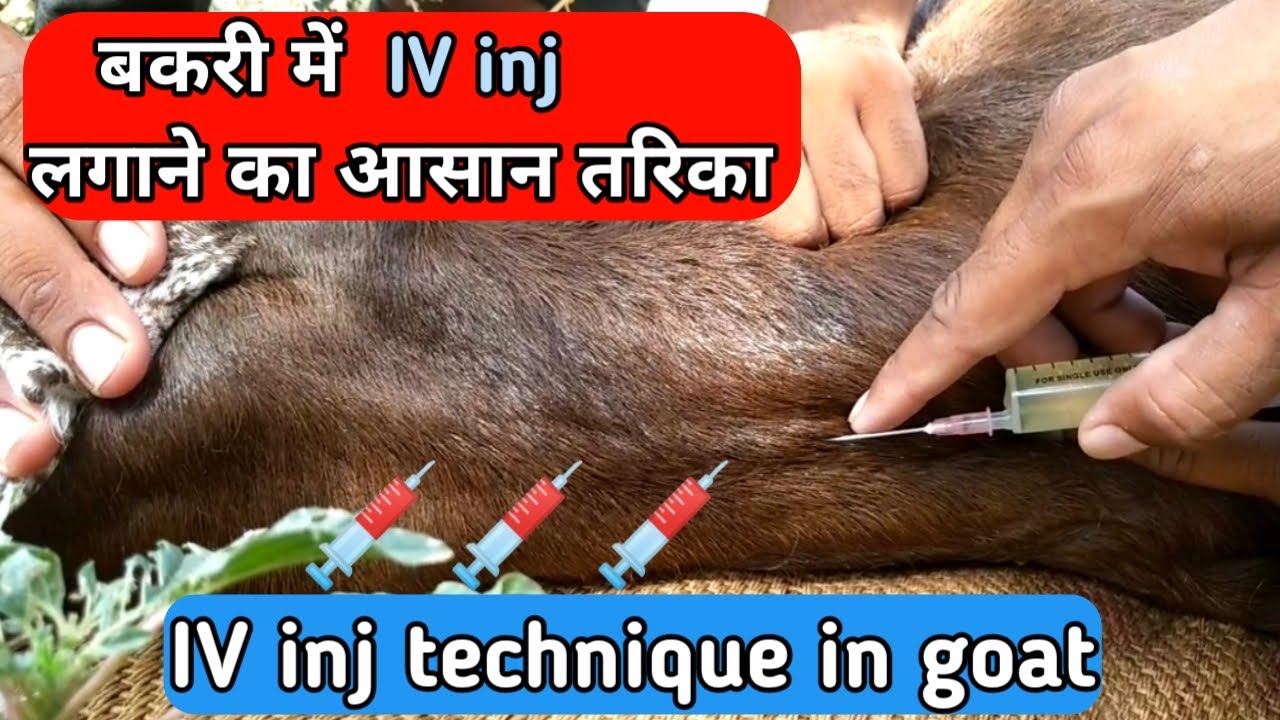 बकरी में iv inj कैसे लगाये !! iv inj technique in goat !!