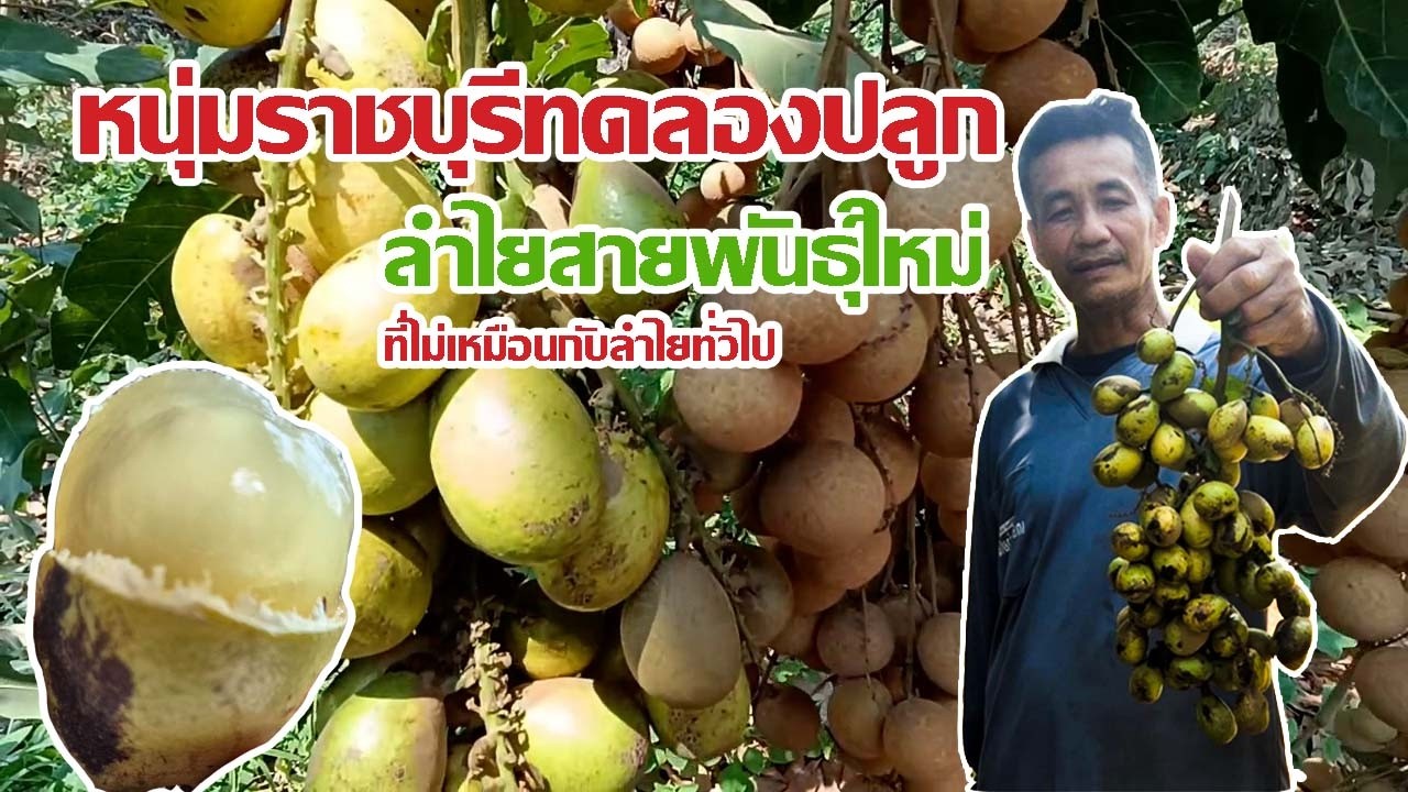 หนุ่มราชบุรีทดลองปลูกลำไยพันธุ์ คิสตัลขายกิโลกรัมละ 300 บาท สร้างรายได้งาม