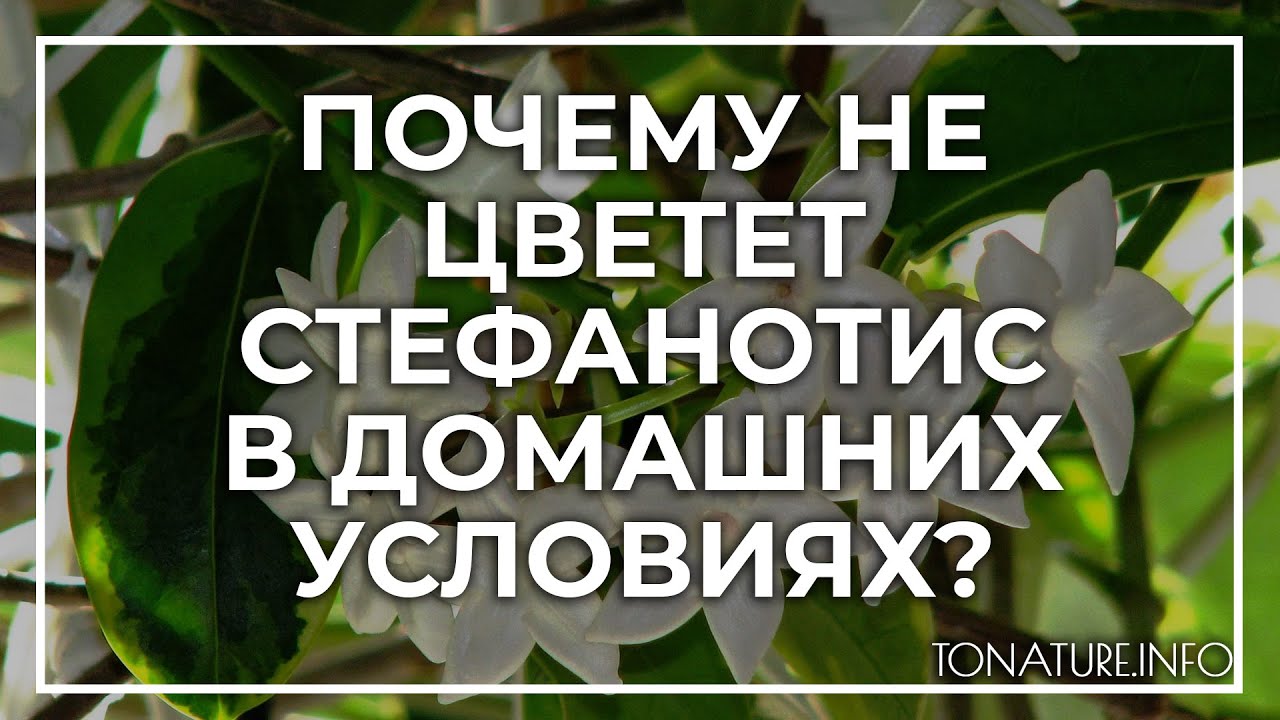 Почему не цветет стефанотис в домашних условиях? | toNature.Info