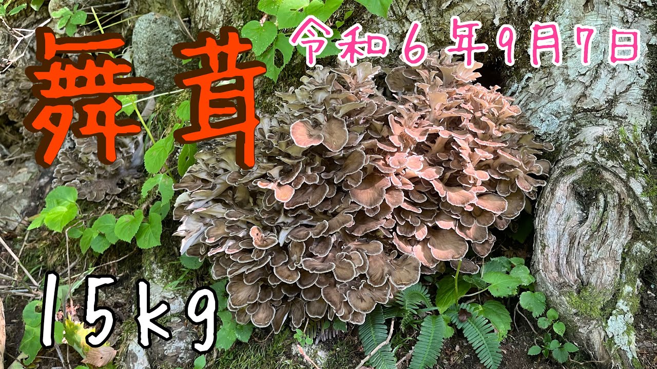 2024/9/7 舞茸採り 見置き回収15キロ
