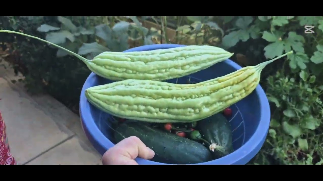 Veggies Harvesting From Own Garden 