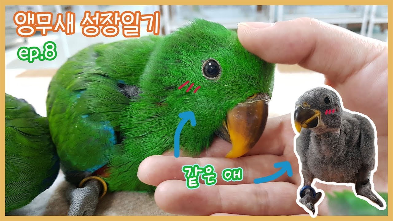 뉴기니아 앵무새 성장과정!!ㅣ어릴 땐 까맣고 크면 초록색이 되는 것은?🥕Eclectus parrot Growing Stages