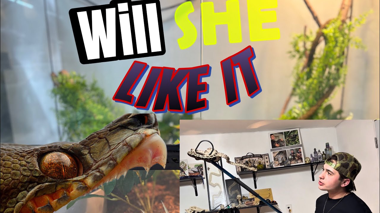 Upgrading my TREA BOA!! ( I GOT BIT)!!!