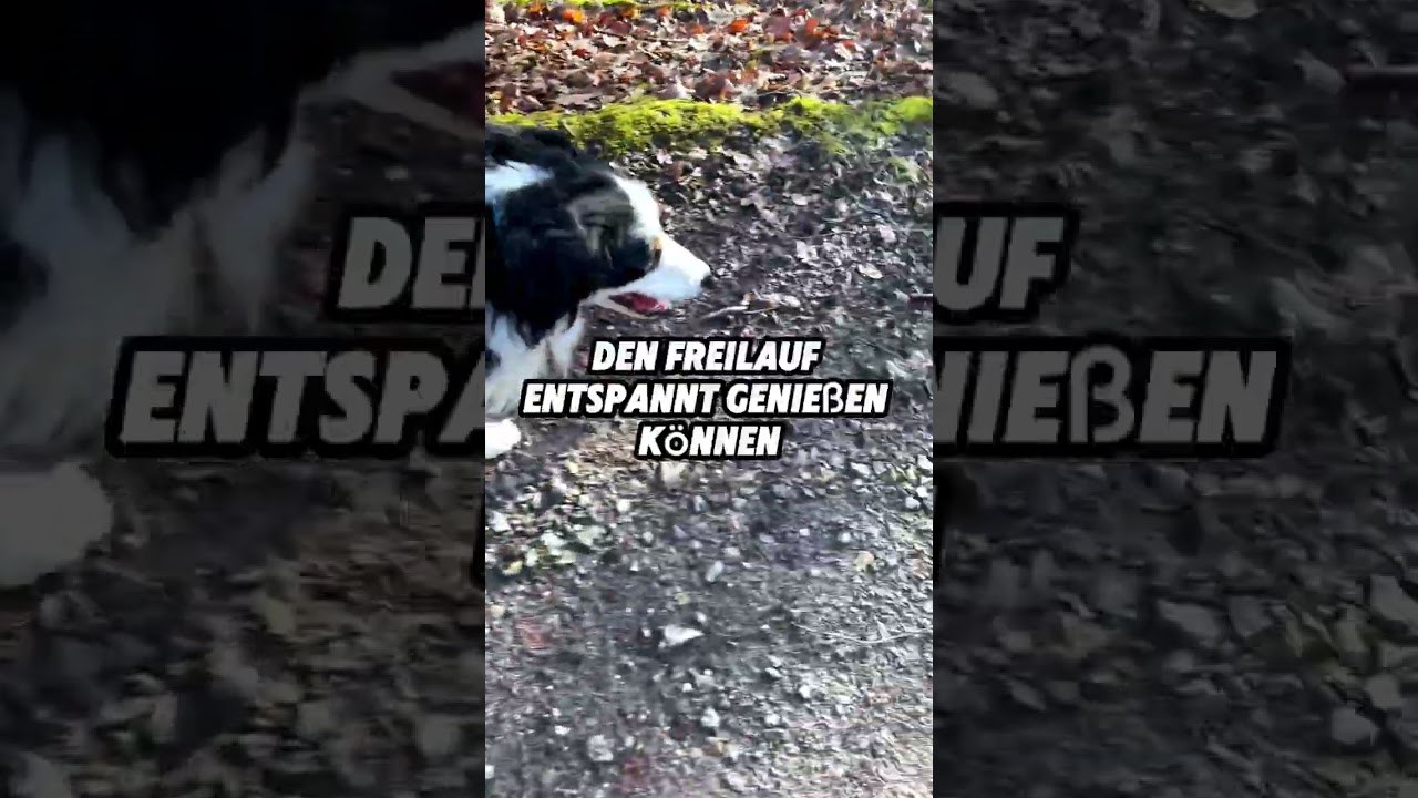 Freilauf - Wie du richtig damit umgehen kannst