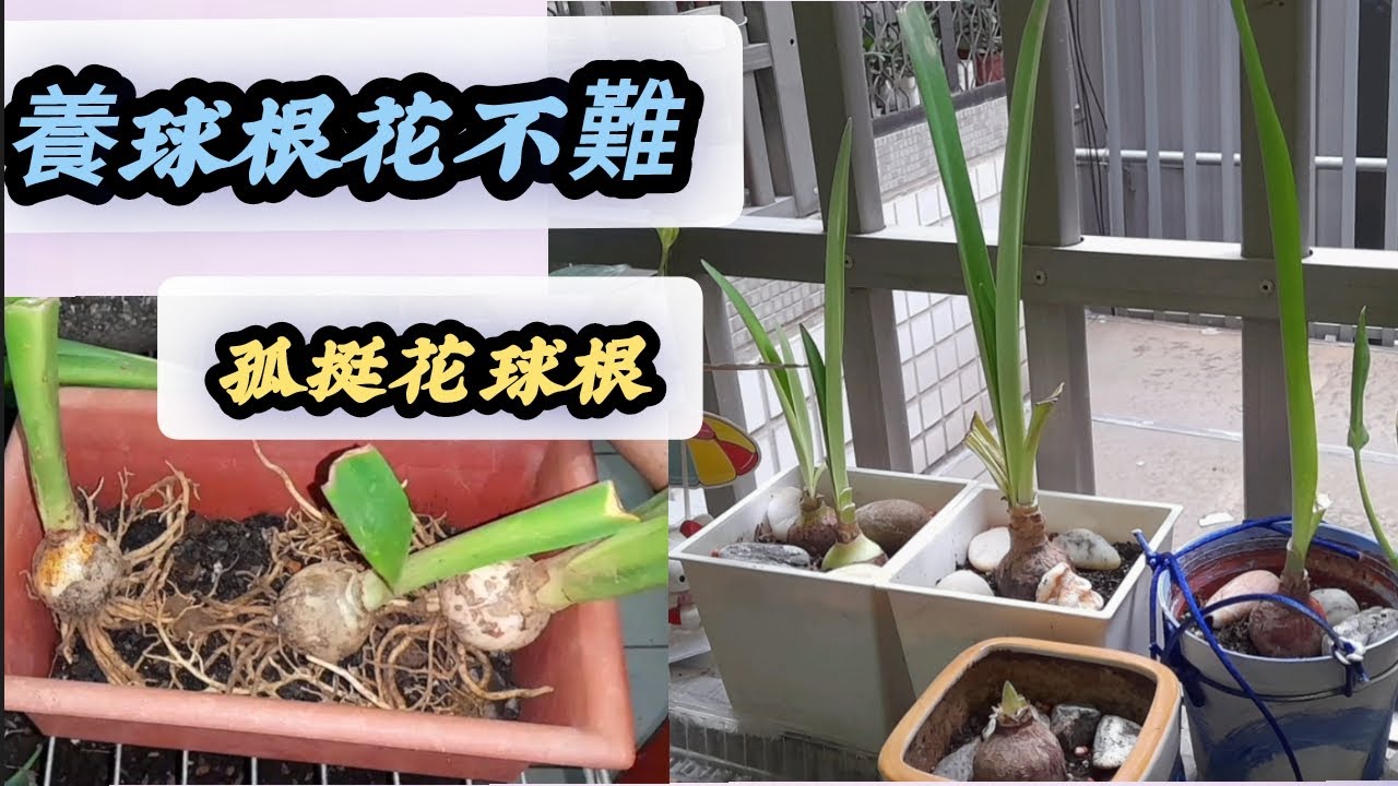 終於入坑了幾顆孤挺花，裸根栽種後長勢挺棒的