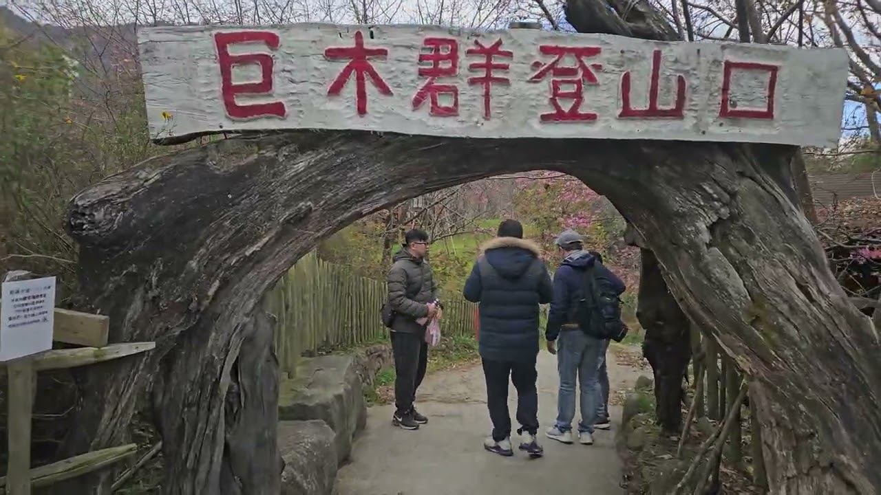 司馬庫斯櫻花季 宇老觀景台 二手白牌老車順利上山賞景