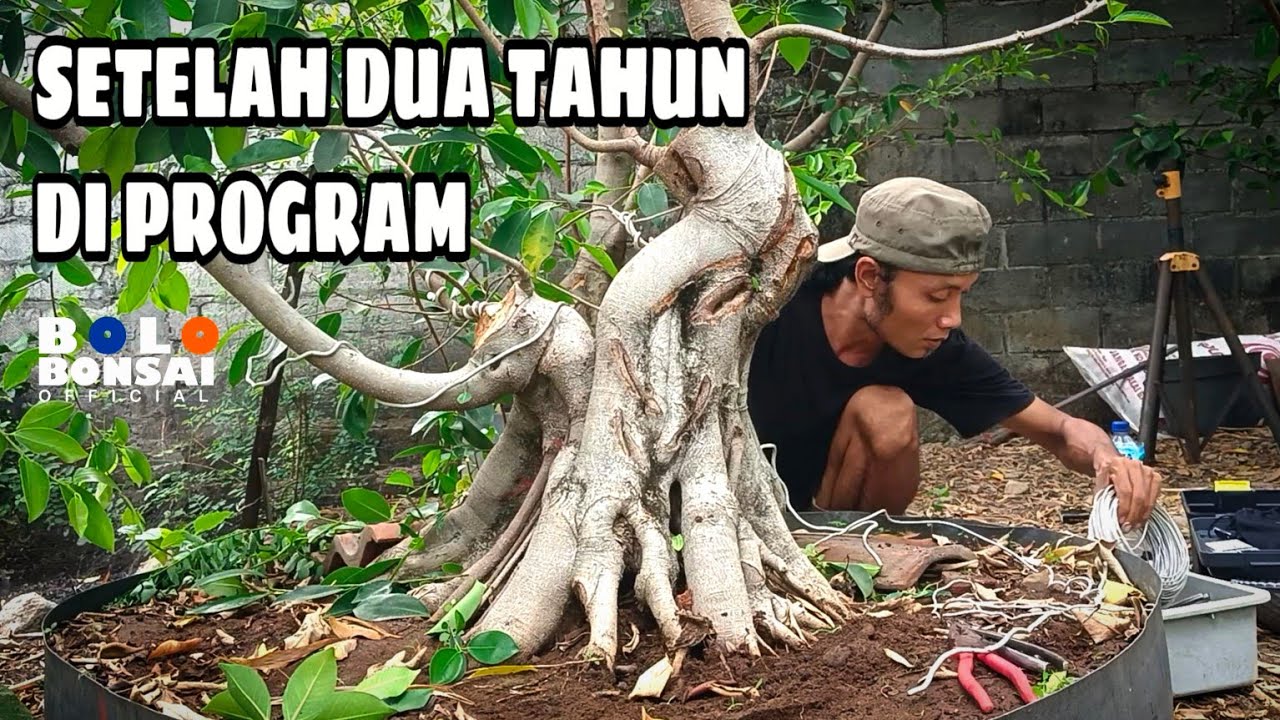 PENAMBAHAN CABANG & ALUR NUTRISI‼️BONSAI IPRIK ( Ficus Retusa )