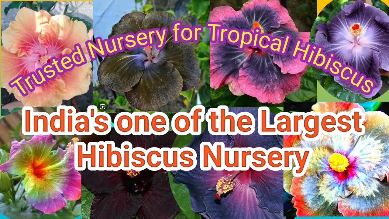 ভারতের অন্যতম বিখ্যাত ট্রপিক্যাল জবার নার্সারি।তাইওয়ান ও বিভিন্ন জবা পাবেন@maahorticulture4190