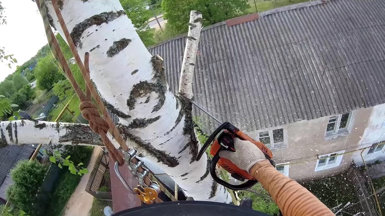 Спил дерева от первого лица вид с высоты Russian Arborist saws a tree at a height